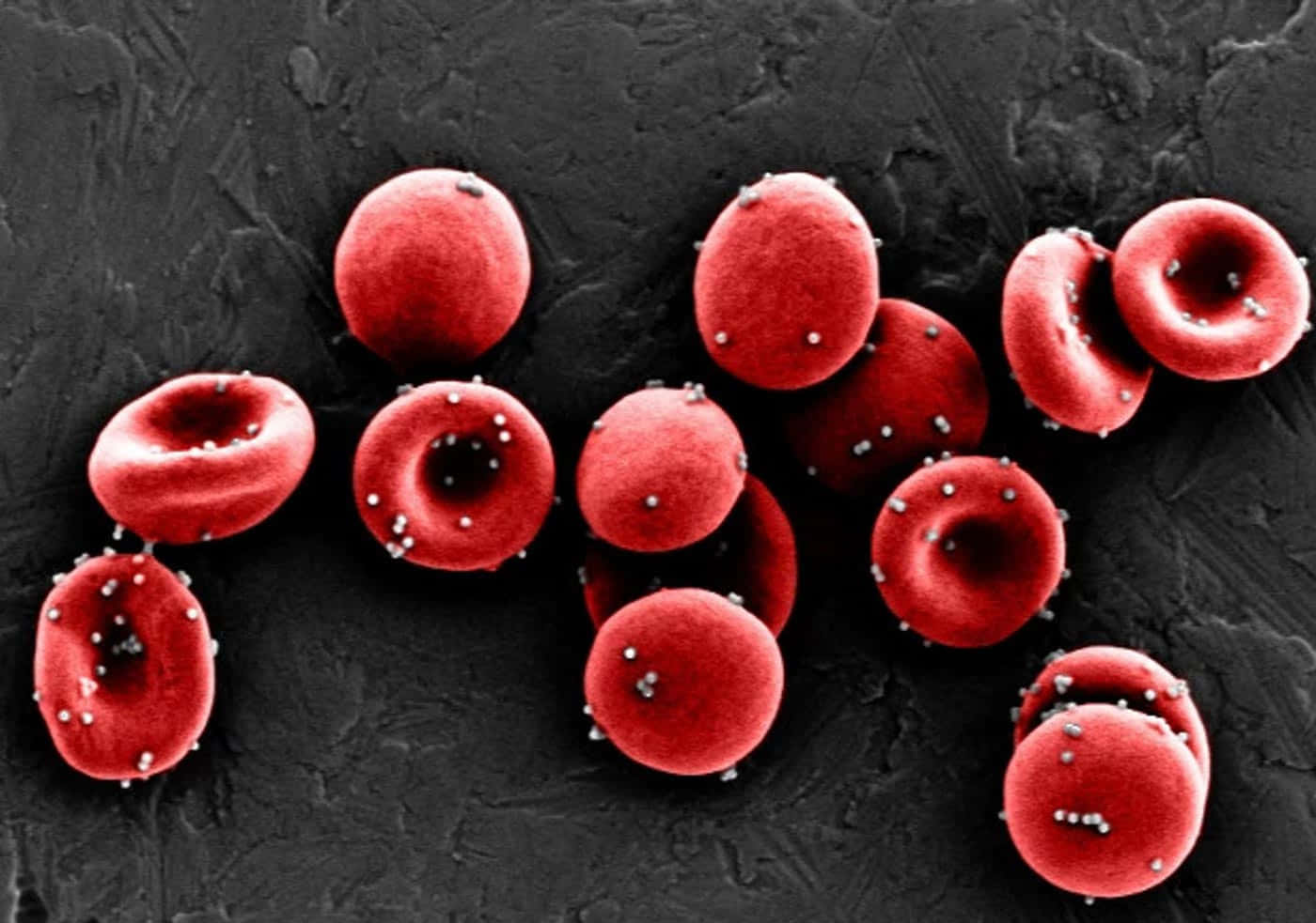 red blood cells, dark textured background, magnification, HD Desktop Wallpaper