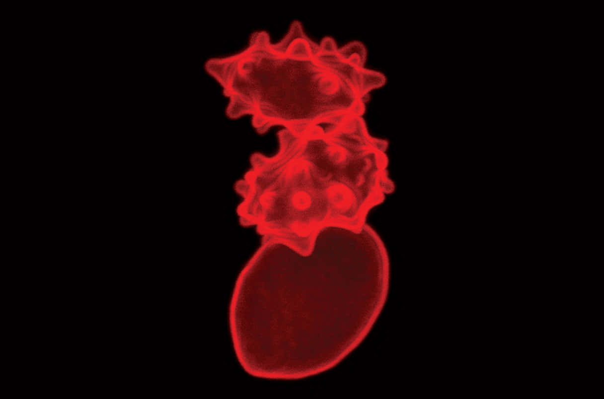 Red Blood Cells, glowing red, spiky protrusions, SD Desktop Wallpaper
