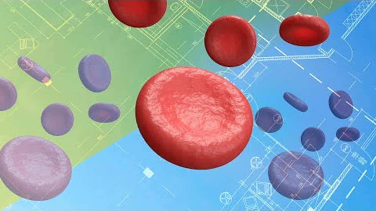 red blood cells, 3d-rendered medical illustration, split blueprint background, HD Desktop Wallpaper