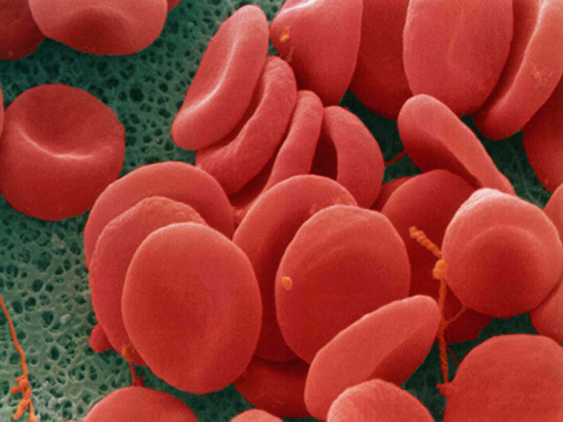 Red Blood Cells, human bloodstream, vibrant red blood cells, SD Desktop Wallpaper