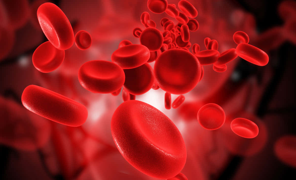 red blood cells, human body, glowing crimson bloodstream, SD Desktop Wallpaper