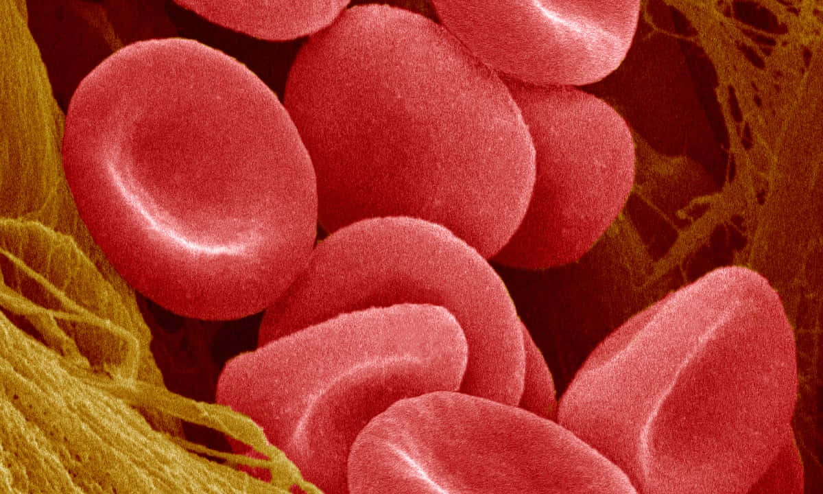 Red Blood Cells, 1200 x 720, vibrant red blood cells, SD Desktop Wallpaper