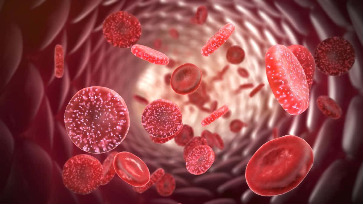 red blood cells, glowing artery, vivid medical 3d-rendered view, SD Desktop Wallpaper