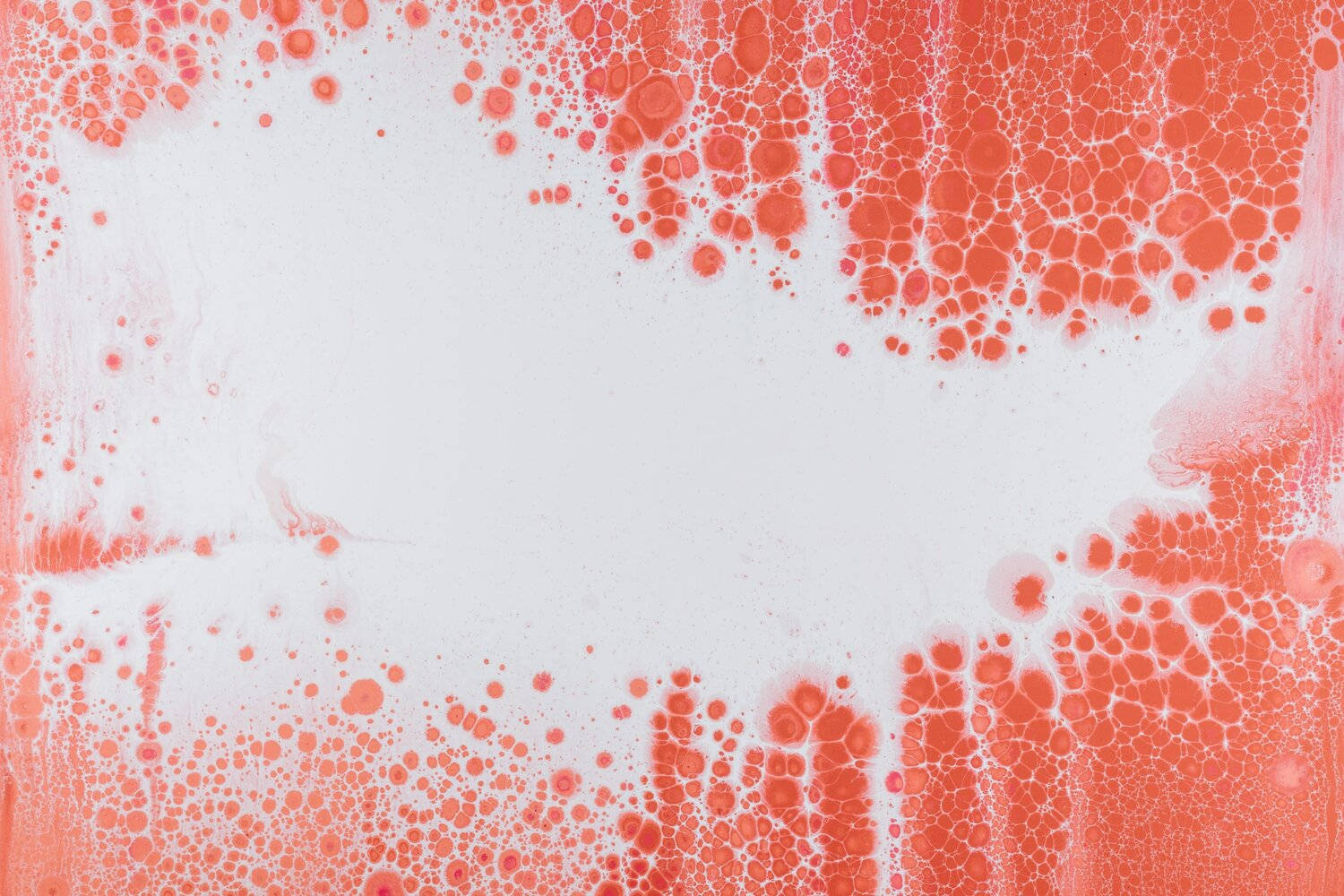 red blood cells, coral, stark white canvas, HD Desktop Wallpaper
