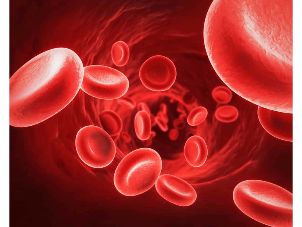 red blood cells, vein, microscopic view, SD Desktop Wallpaper