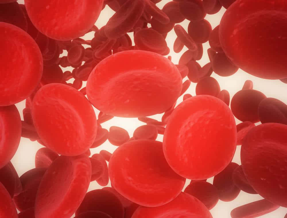 red blood cells, vibrant red blood cells, bright white vessel interior, SD Desktop Wallpaper