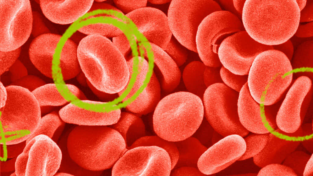 red blood cells, vein, green circles, SD Desktop Wallpaper