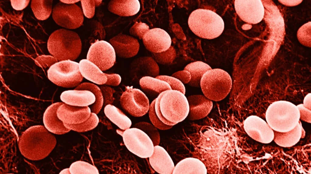red blood cells, biconcave, vascular network, SD Desktop Wallpaper