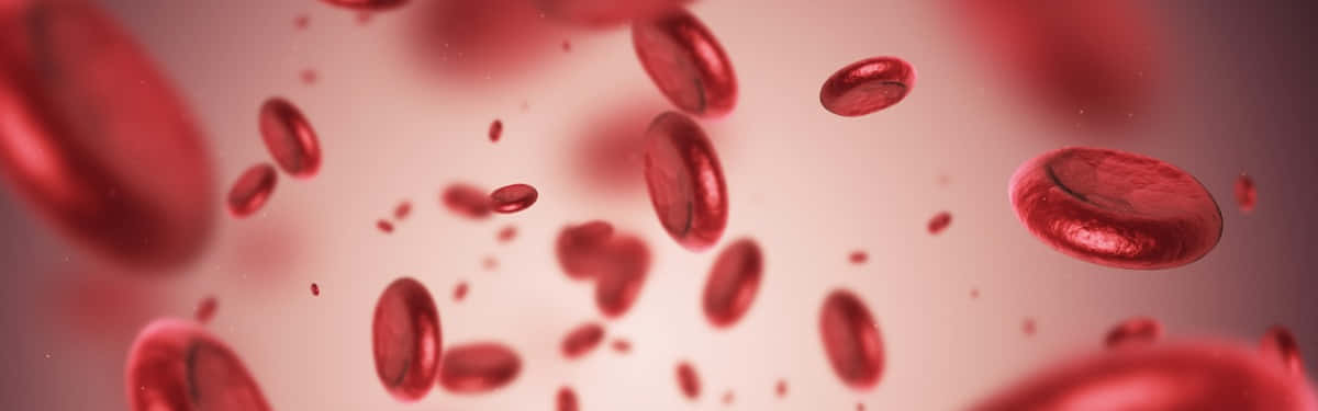red blood cells, soft pink liquid, shallow depth of field, SD Desktop Wallpaper