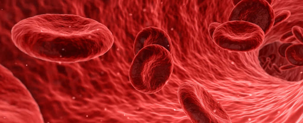 Red Blood Cells, vibrant crimson vessel, microscopic view, SD Desktop Wallpaper