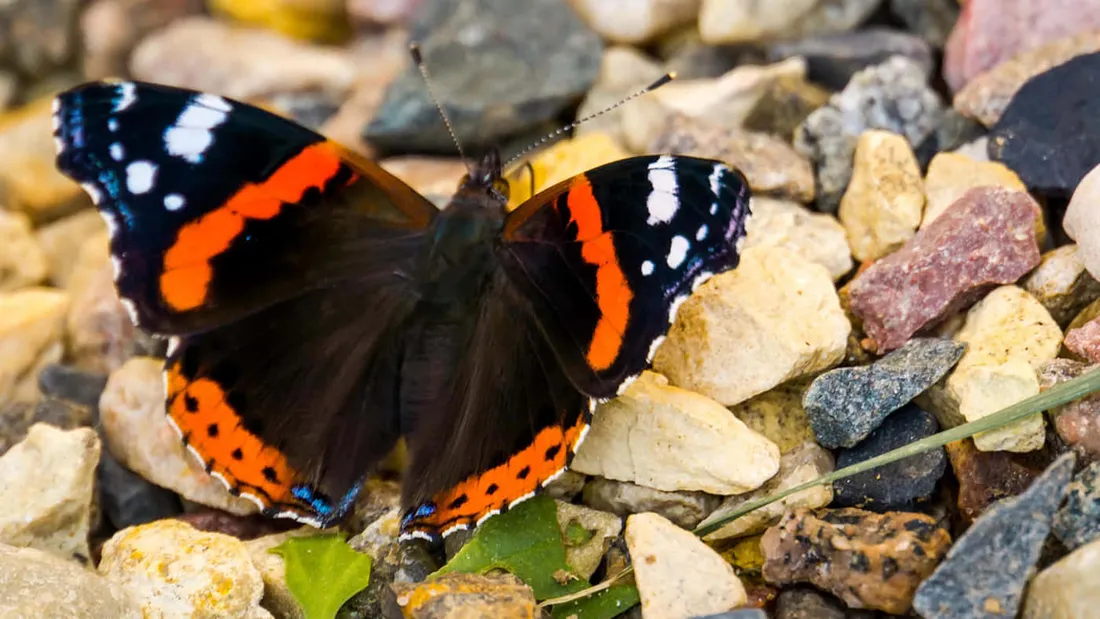 Red Butterfly