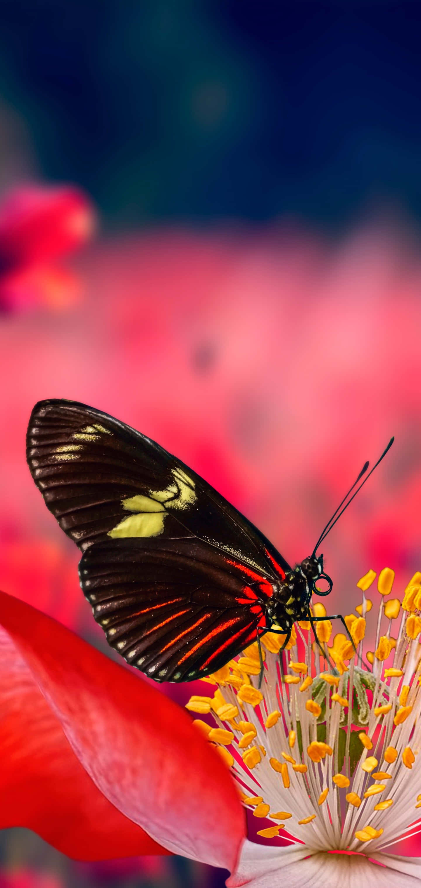 Red Butterfly, yellow and red accents, vibrant red flower, 2K Phone Wallpaper