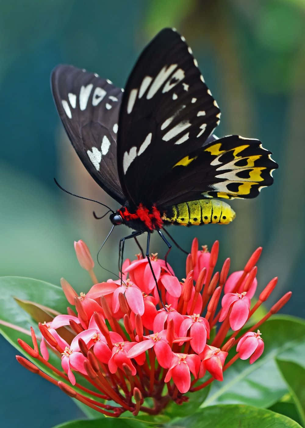 Red Butterfly, black butterfly, white and yellow markings, HD Phone Wallpaper