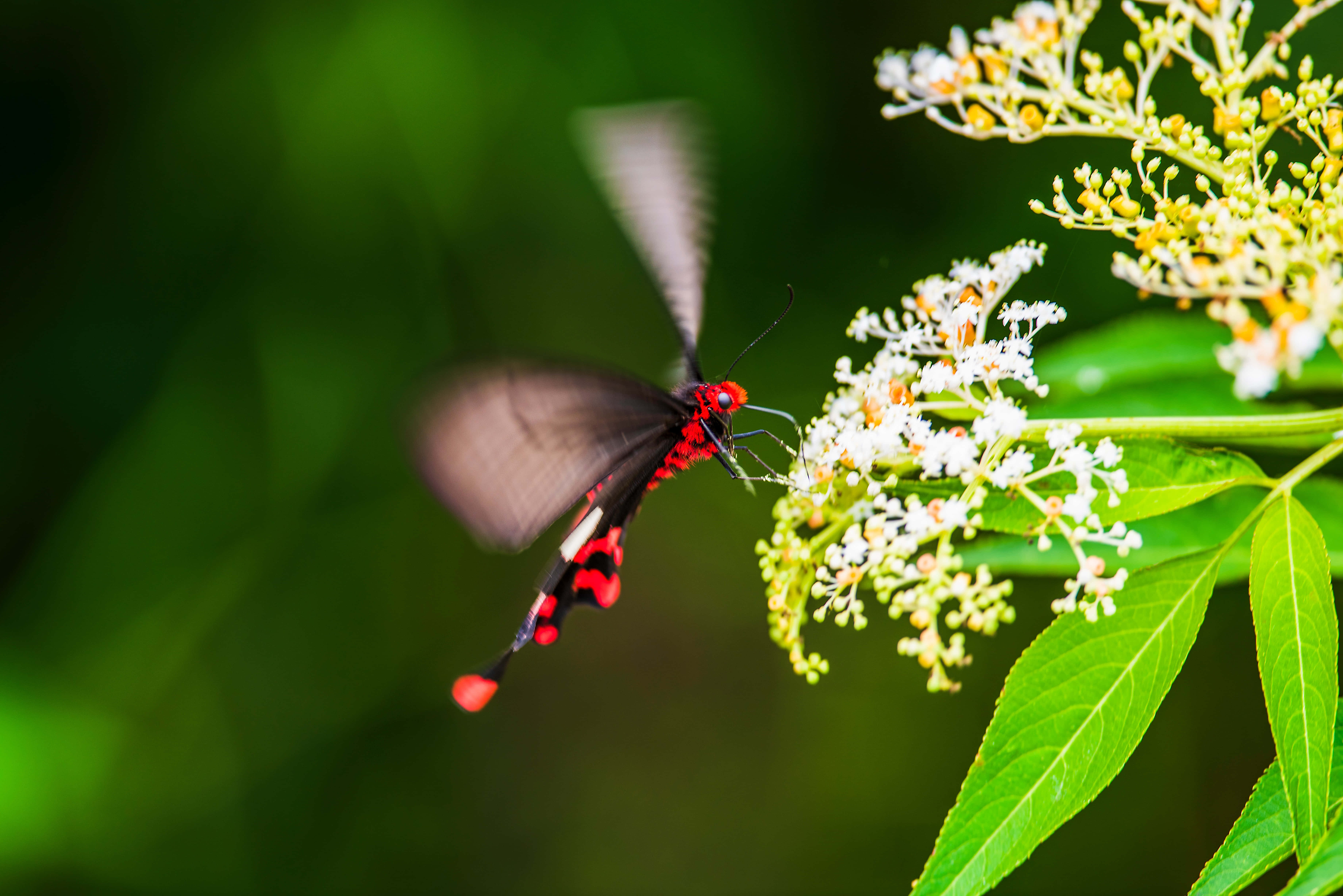 Red Butterfly, black and red butterfly, delicate white flowers, 5K Desktop Wallpaper