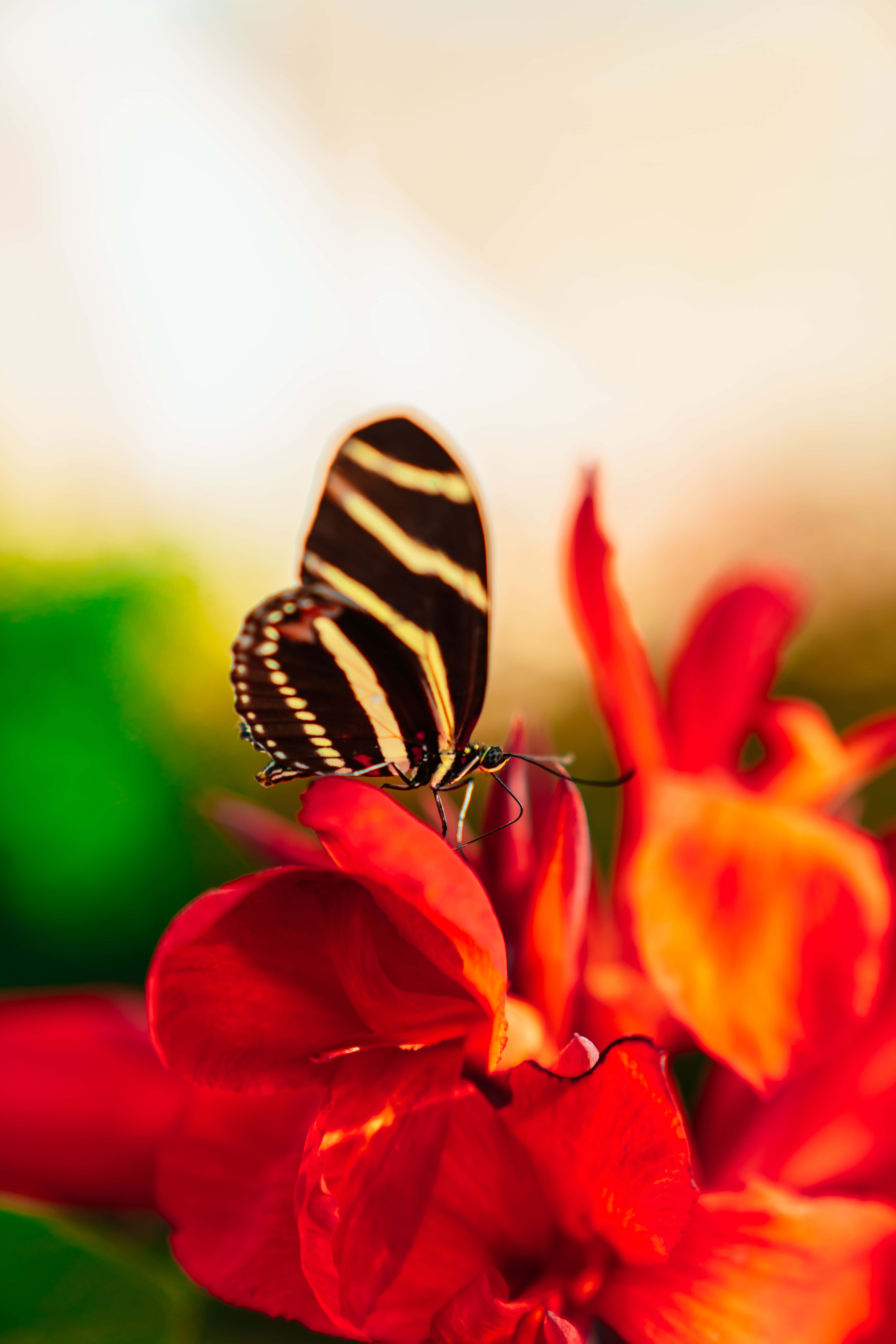 Red Butterfly, black and yellow striped butterfly, vibrant red flower, 8K Phone Wallpaper