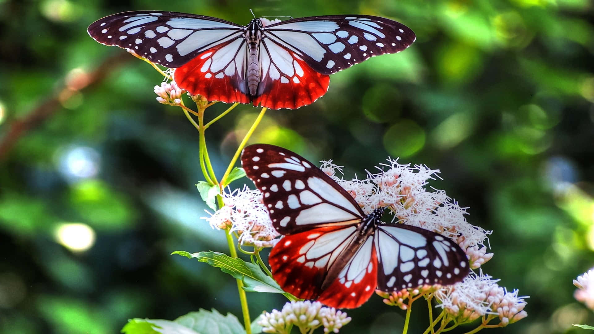 red butterfly, white flowers, black butterflies, Full HD Desktop Wallpaper
