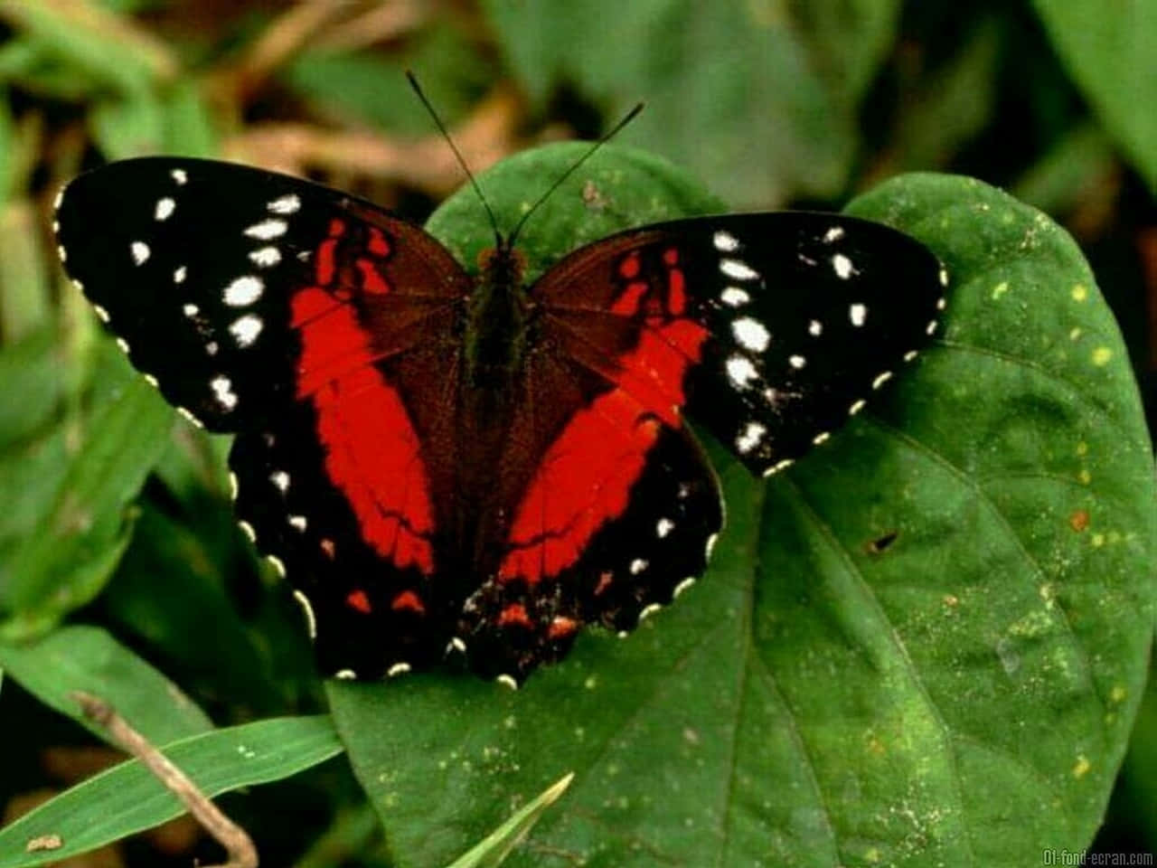 Red Butterfly, leaf, vibrant green leaf, HD Desktop Wallpaper