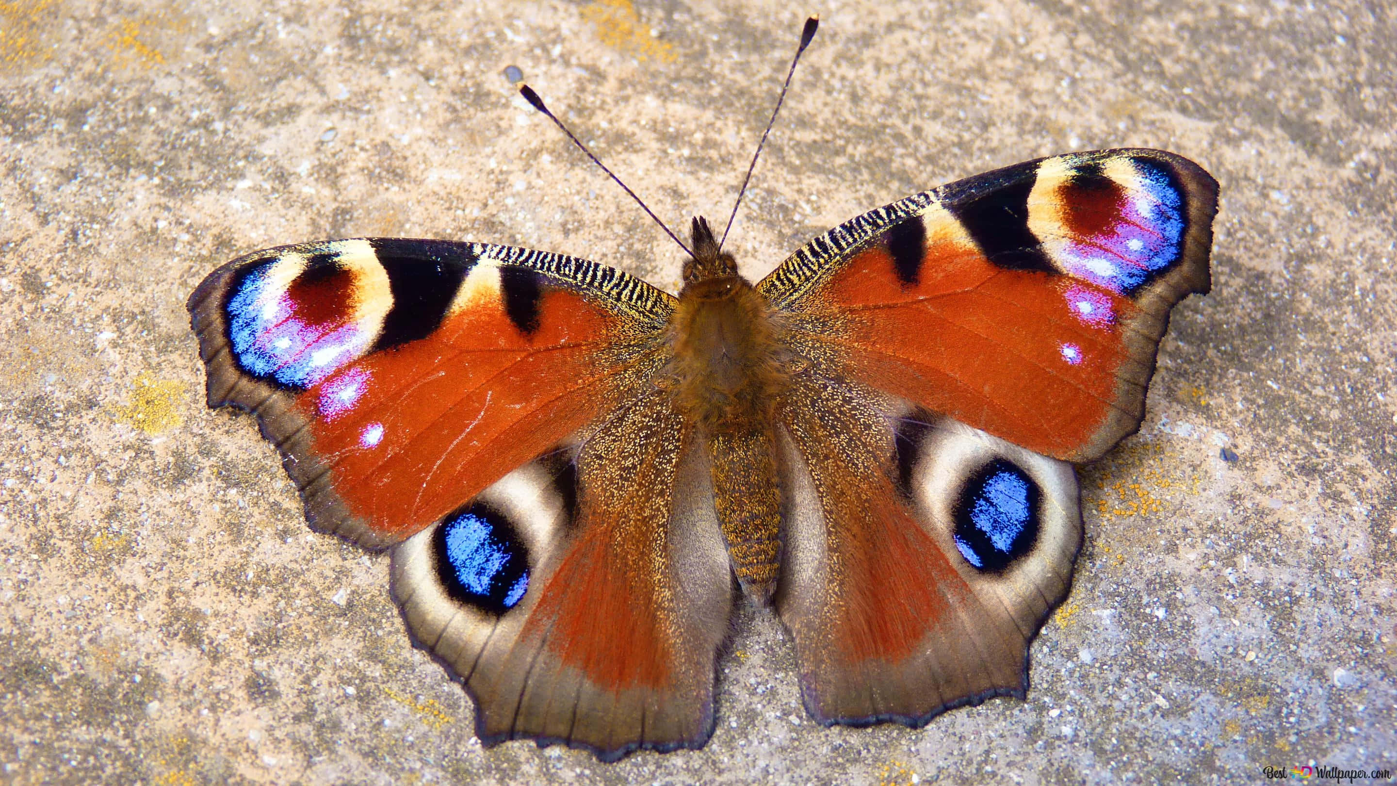 red butterfly, peacock butterfly, fiery orange wings, 2K Desktop Wallpaper