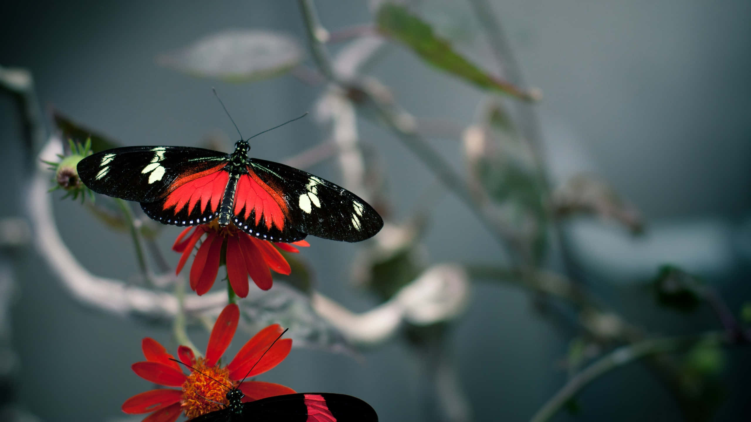 Red Butterfly, red flower, vivid red, 2K Desktop Wallpaper