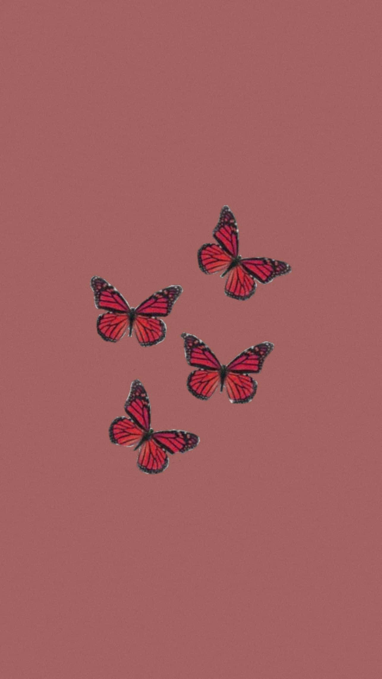 Red Butterfly, pink butterflies, black veining, Full HD Phone Wallpaper