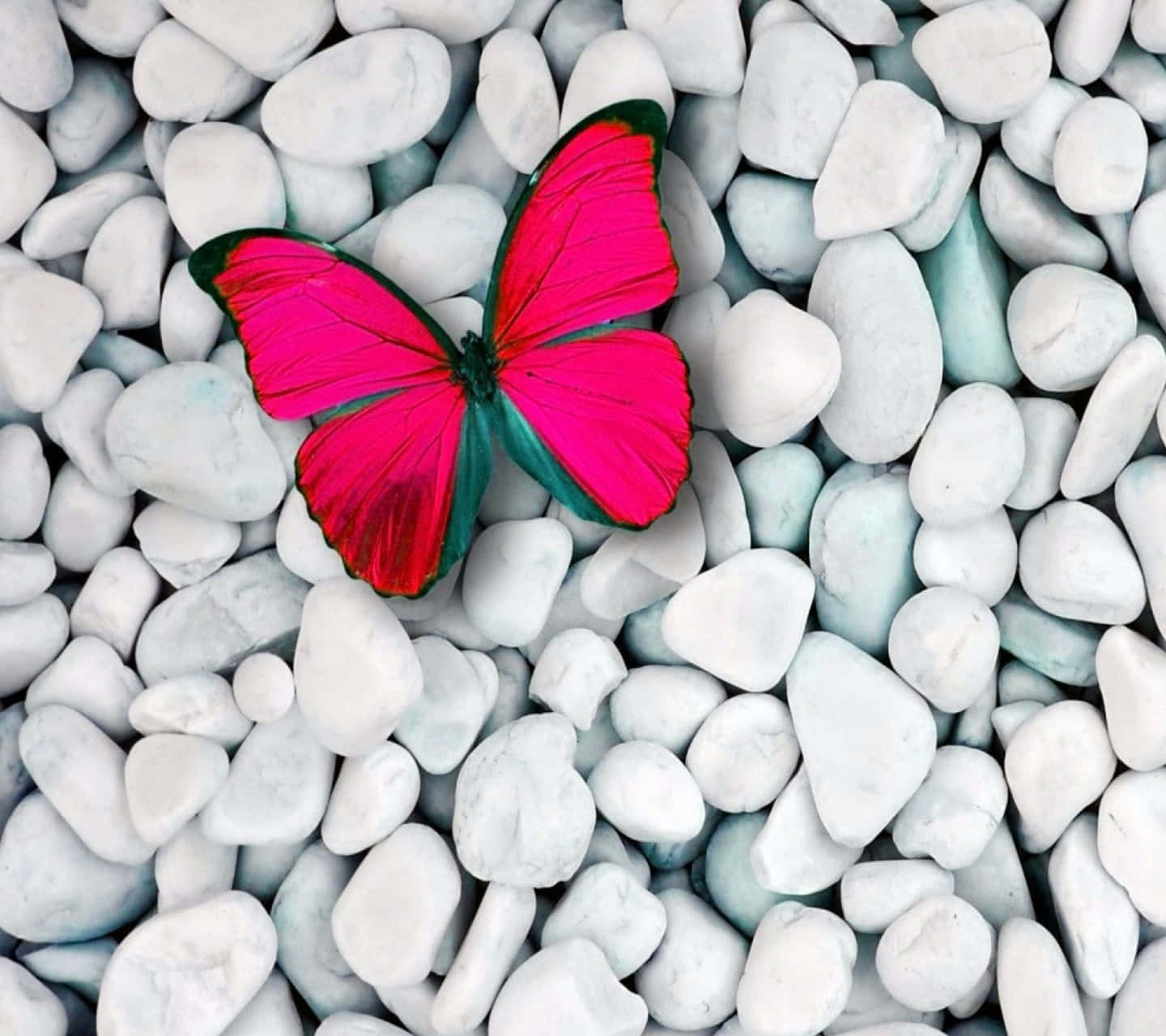 Red Butterfly, vivid pink, green butterfly, HD Desktop Wallpaper