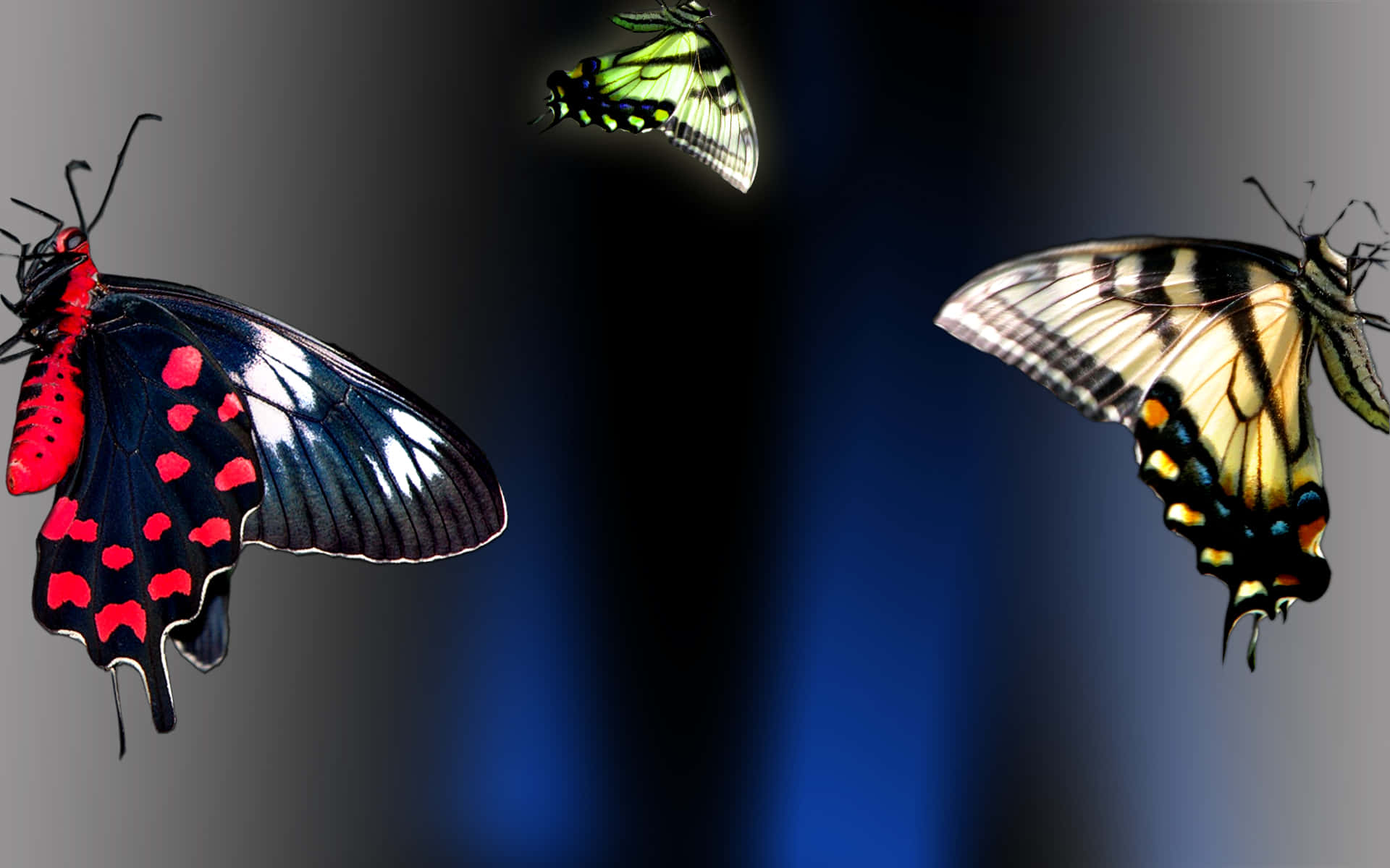 red butterfly, vividly colored butterflies, intricate wing patterns, Full HD Desktop Wallpaper