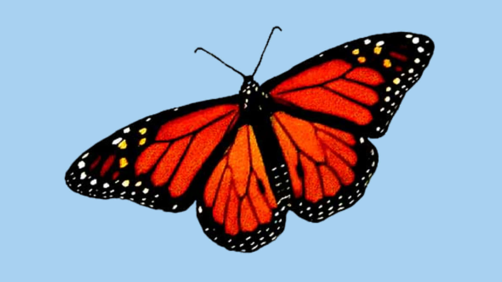Red Butterfly, monarch butterfly, orange wings, Full HD Desktop Wallpaper