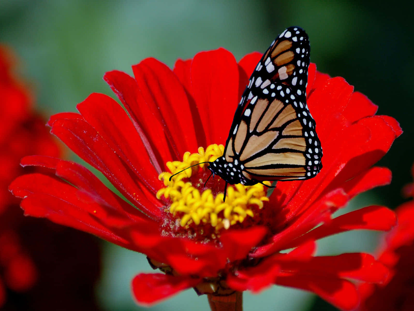 red butterfly, monarch butterfly, orange black and white wings, HD Desktop Wallpaper