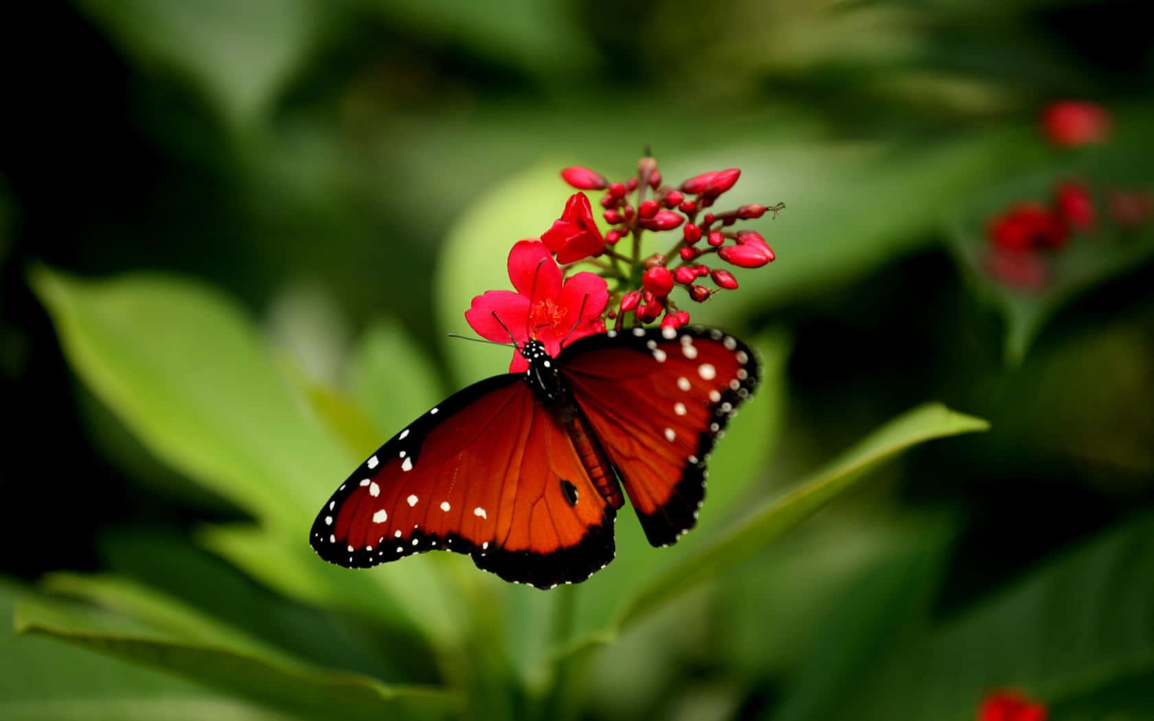 Red Butterfly, orange monarch butterfly, white spots, HD Desktop Wallpaper