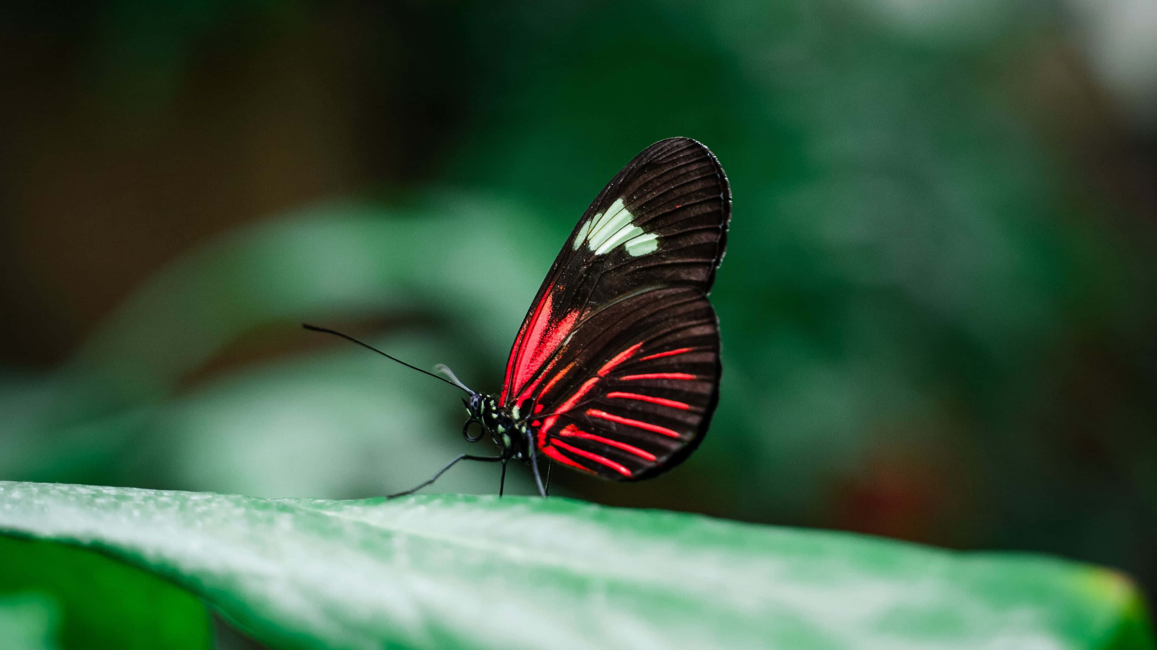 Red Butterfly, red and black butterfly, white spots, 4K Desktop Wallpaper