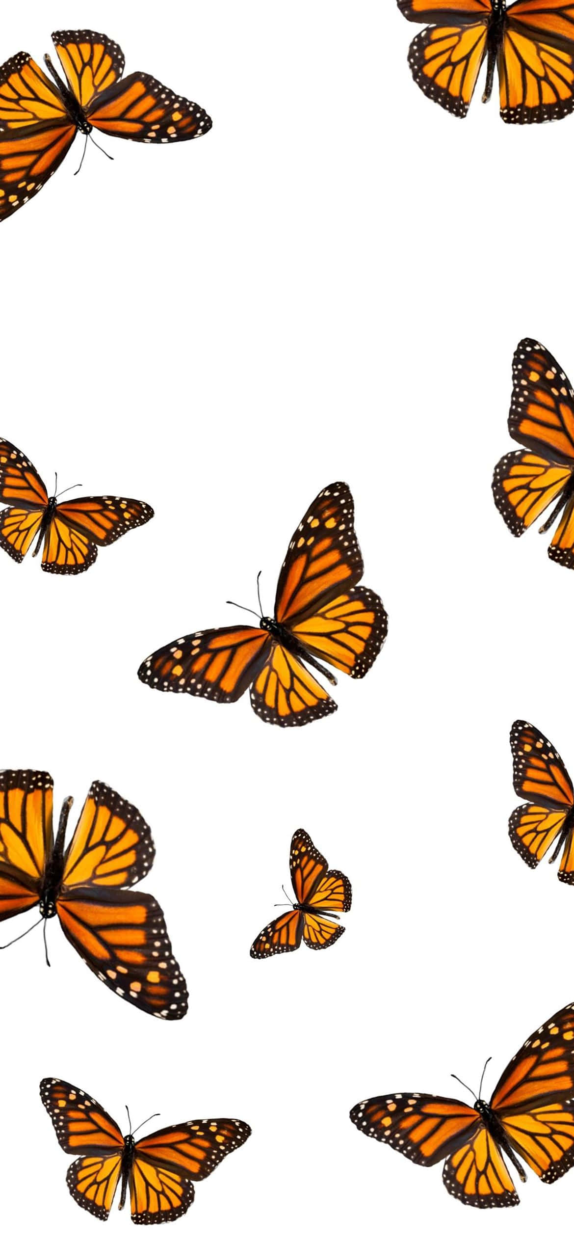 Red Butterfly, monarch butterflies, orange wings, Full HD Phone Wallpaper