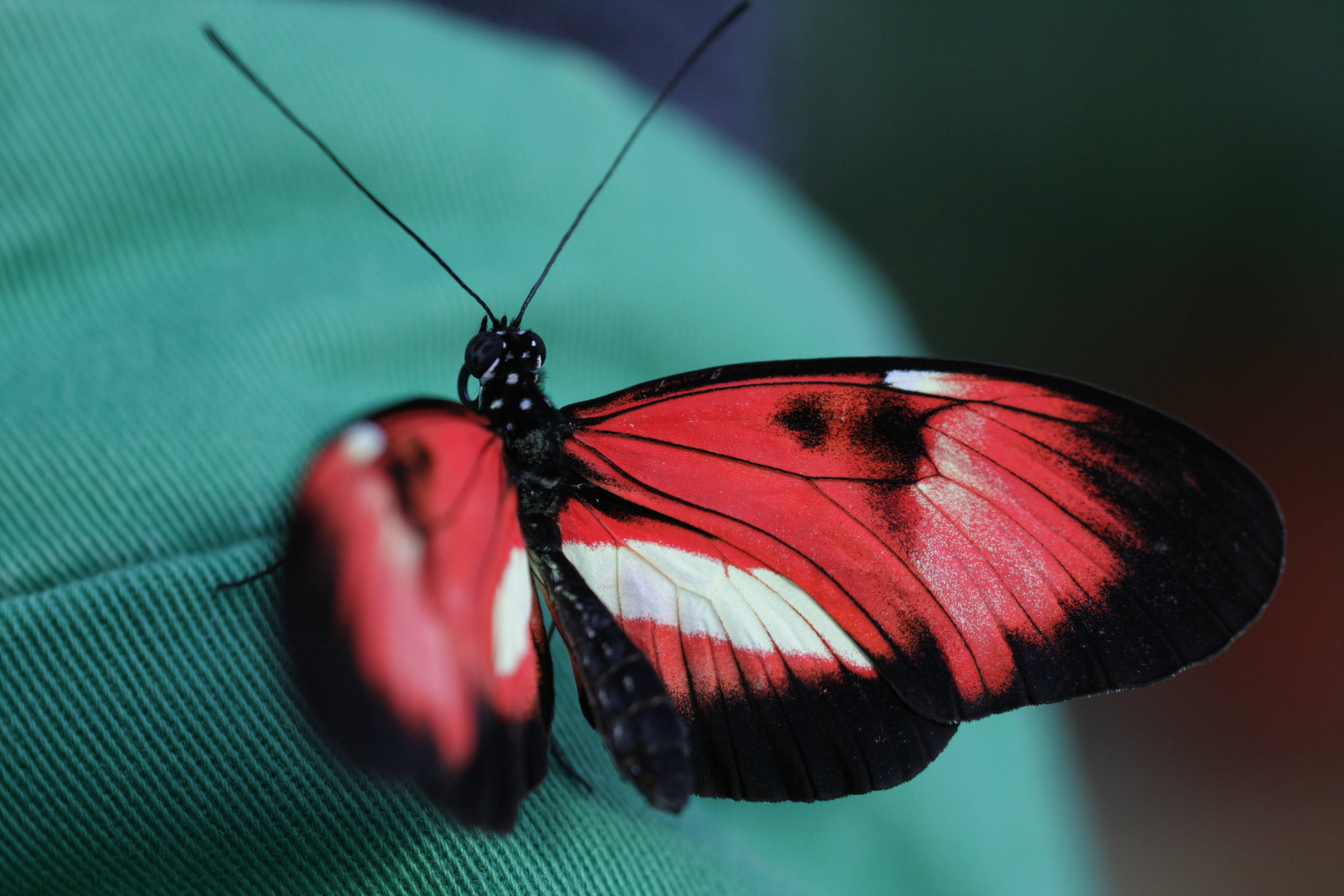 red and black butterfly, white accents, textured teal fabric surface, 4K Desktop Wallpaper