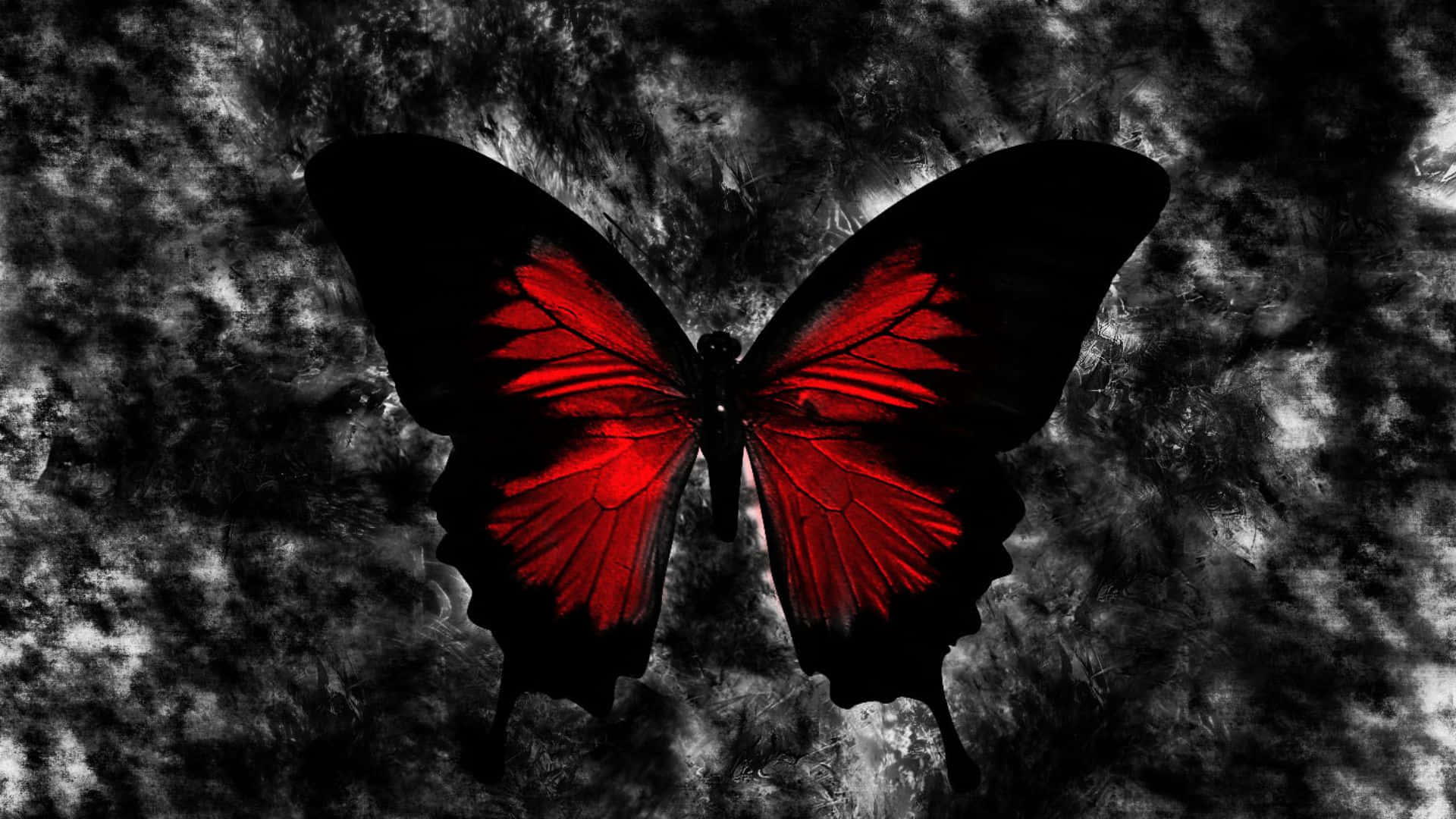 red butterfly, black wings, textured dark gray and white background, Full HD Desktop Wallpaper