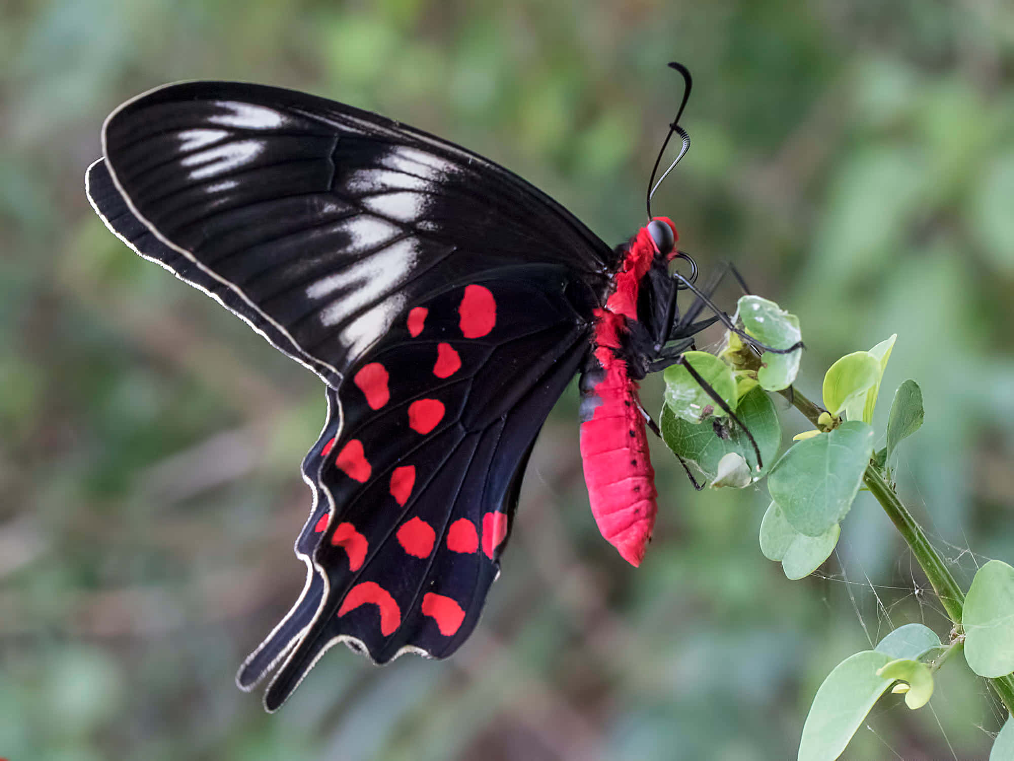 Red Butterfly, black and red butterfly, bold red spots, Full HD Desktop Wallpaper