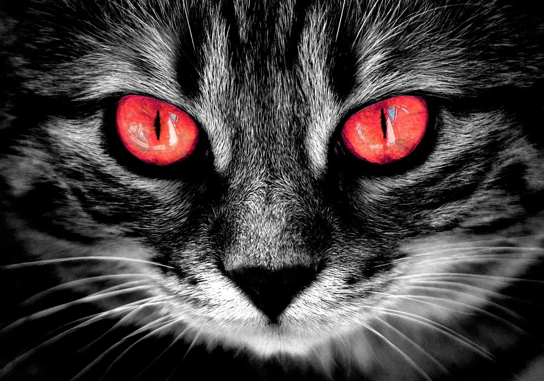 Red Cat