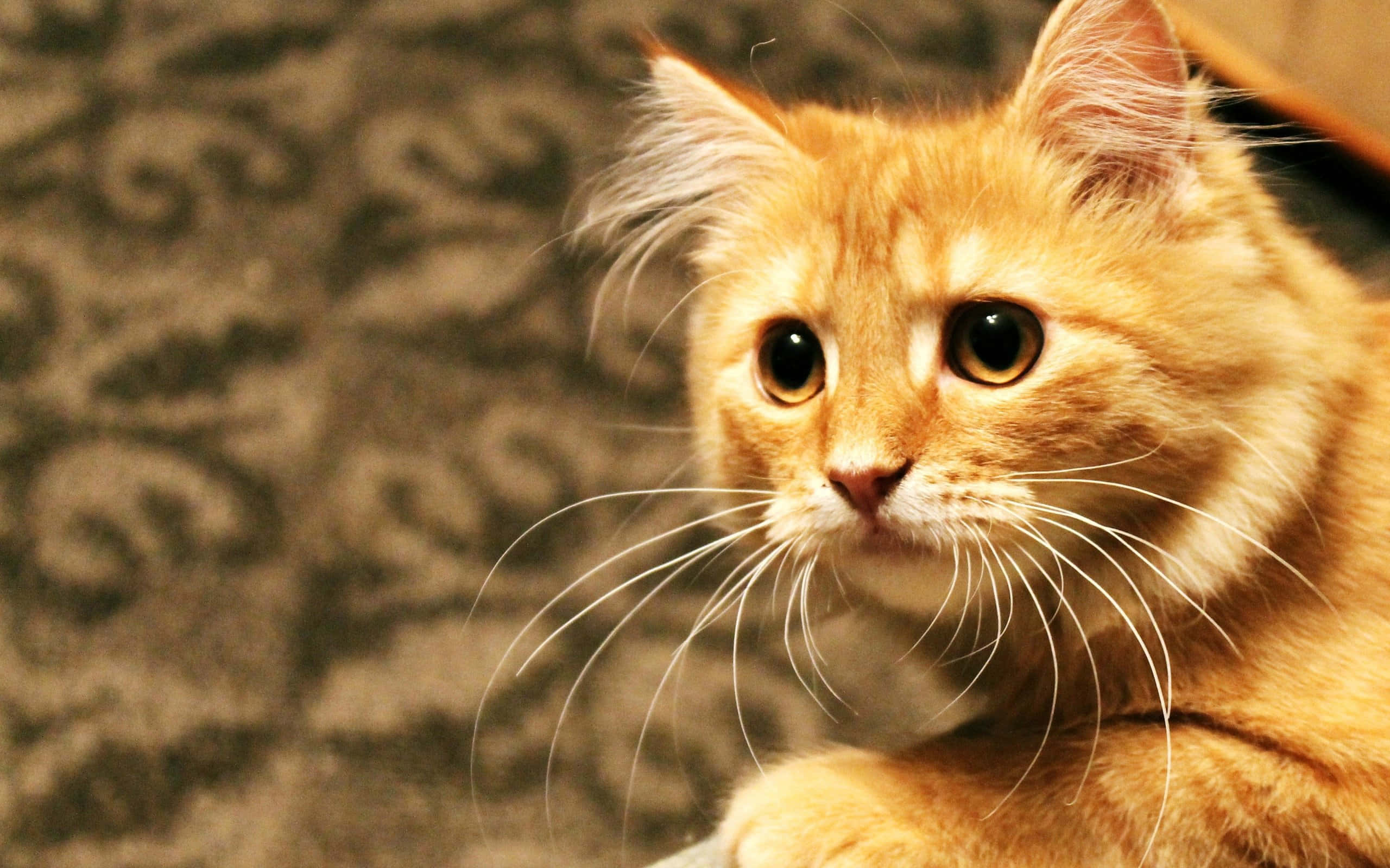 Red Cat, 2560 x 1600, fluffy orange tabby cat, 2K Desktop Wallpaper