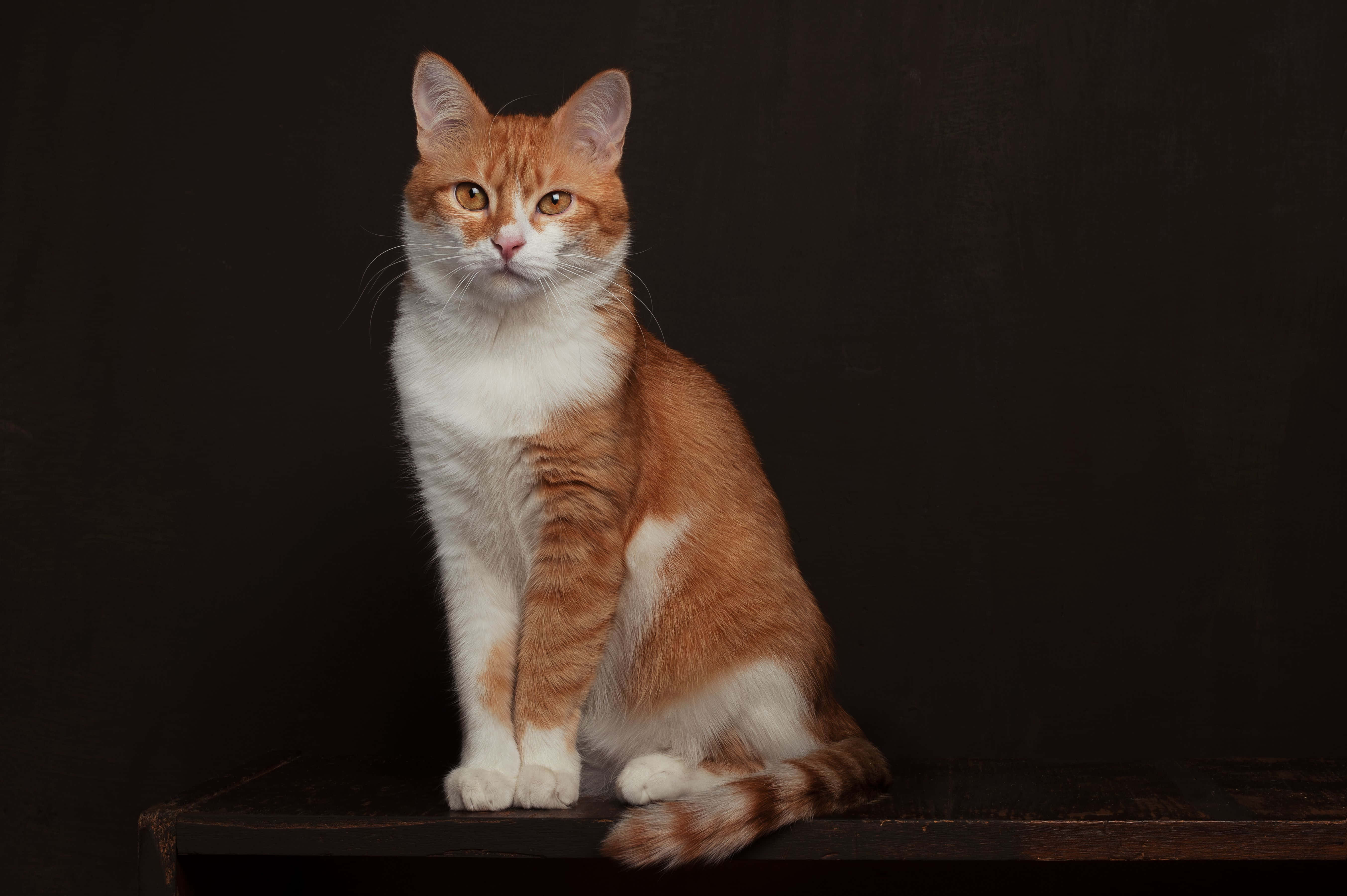 Red Cat, ginger and white cat, dark wooden surface, 5K Desktop Wallpaper