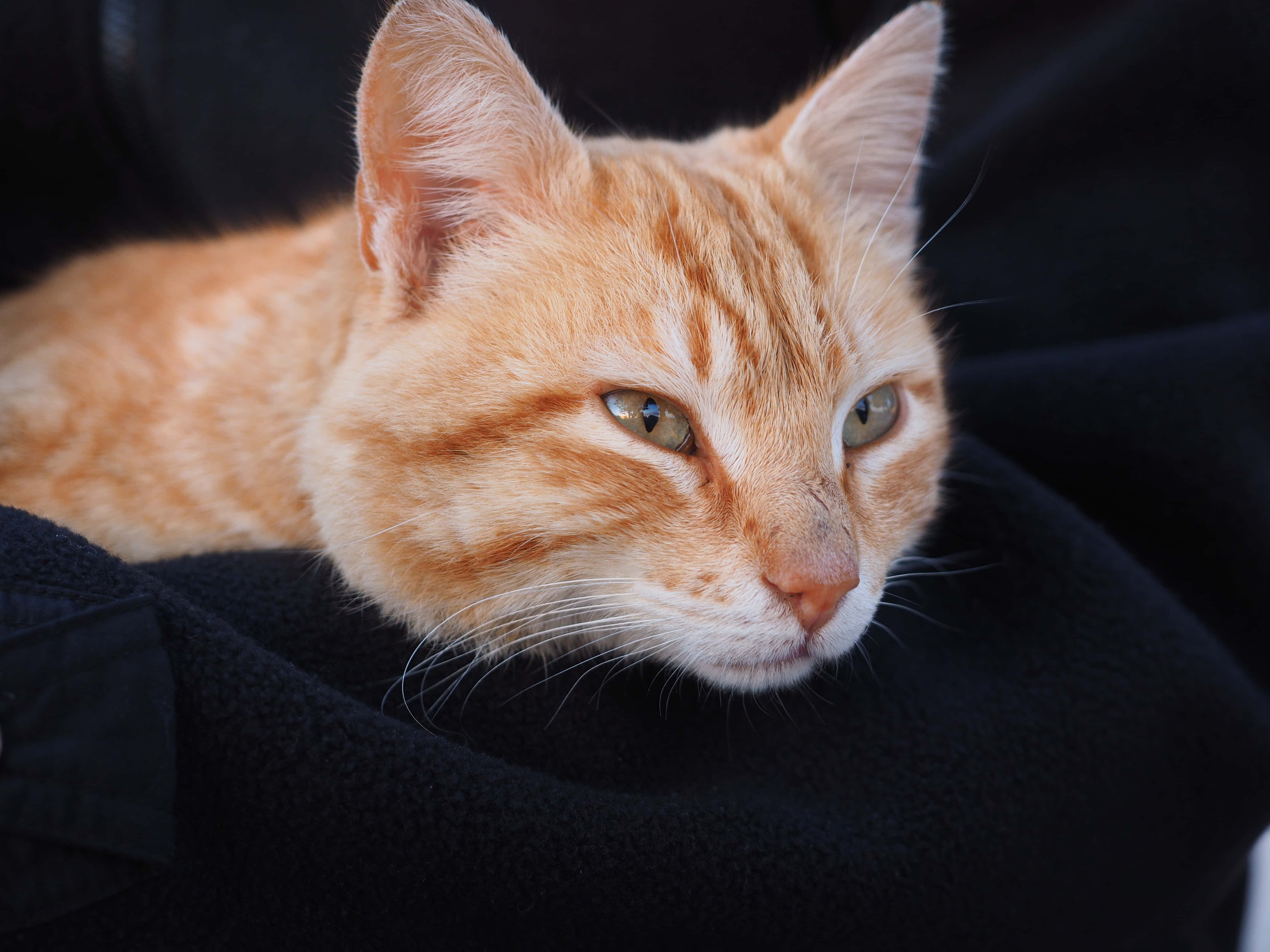 Red Cat, ginger tabby cat, green eyes, 4K Desktop Wallpaper