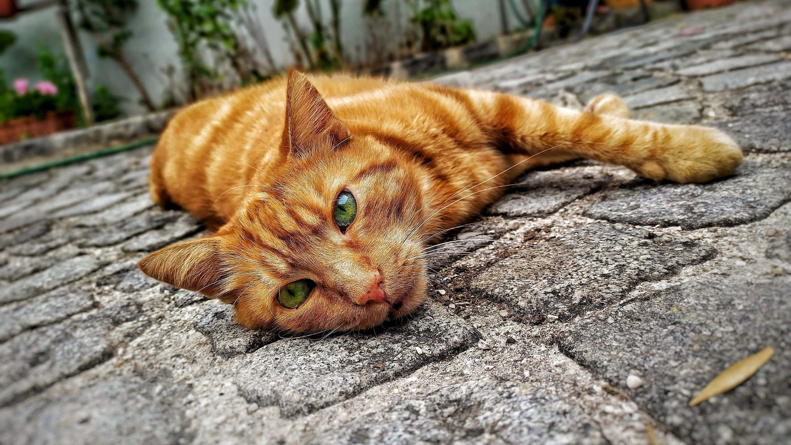 Red Cat, ginger tabby cat, green eyes, 2K Desktop Wallpaper
