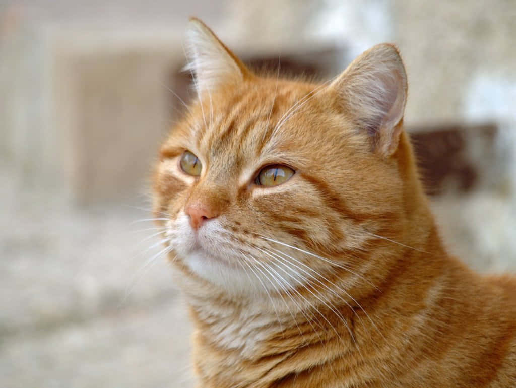 Red Cat, ginger tabby cat, green eyes, SD Desktop Wallpaper