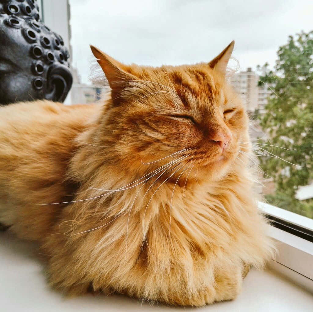 Red Cat, fluffy orange cat, windowsill, SD Desktop Wallpaper
