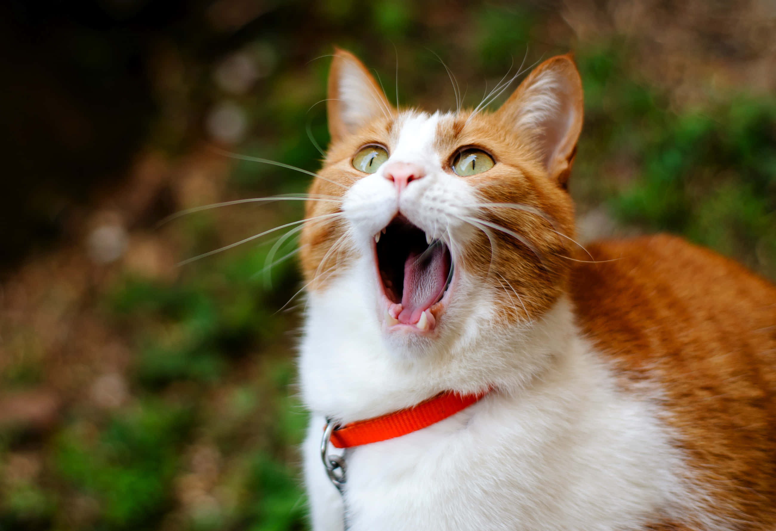 Red Cat, ginger and white cat, green eyes, 2K Desktop Wallpaper