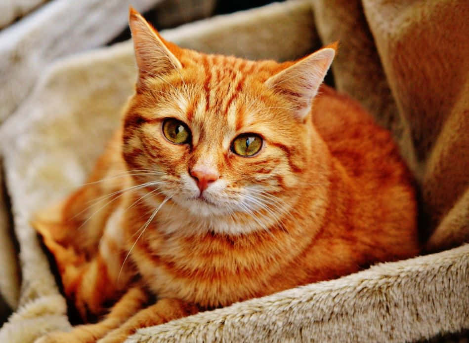 Red Cat, orange tabby cat, green eyes, SD Desktop Wallpaper