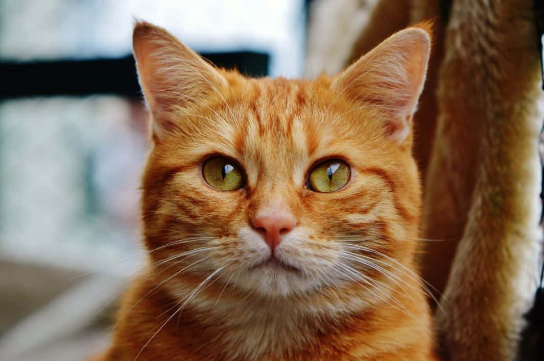 Red Cat, orange tabby cat, green eyes, SD Desktop Wallpaper