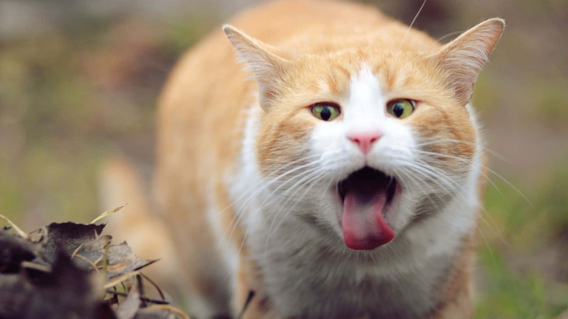 Red Cat, 1920 x 1080, orange and white cat, Full HD Desktop Wallpaper
