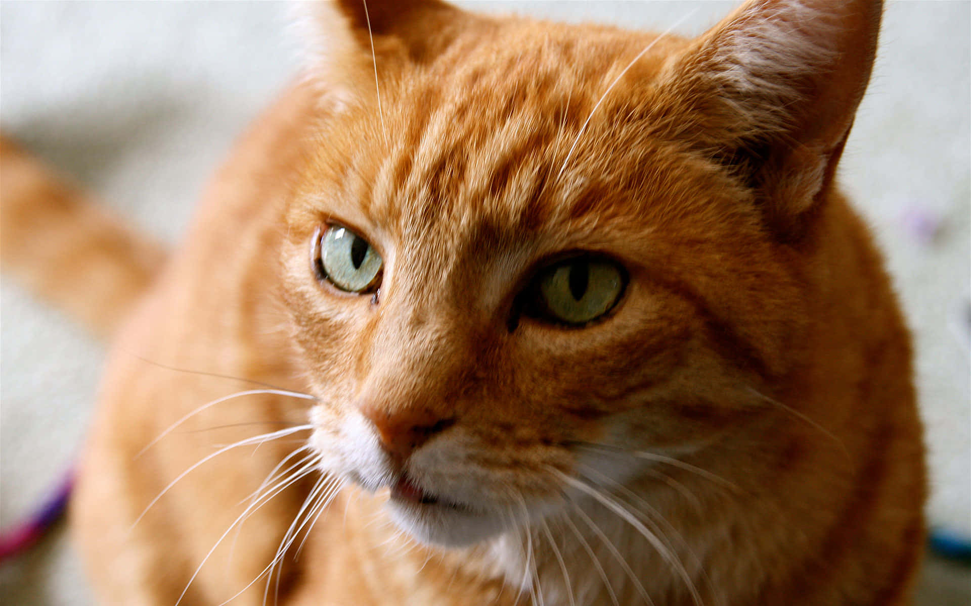 Red Cat, orange tabby cat, green eyes, Full HD Desktop Wallpaper