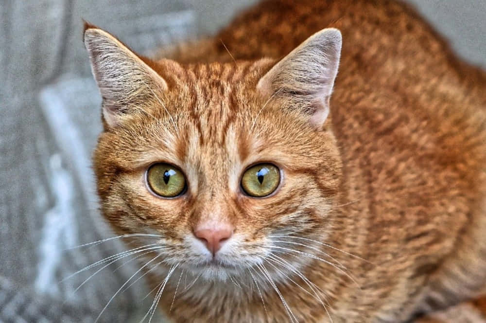 Red Cat, orange tabby cat, green eyes, SD Desktop Wallpaper