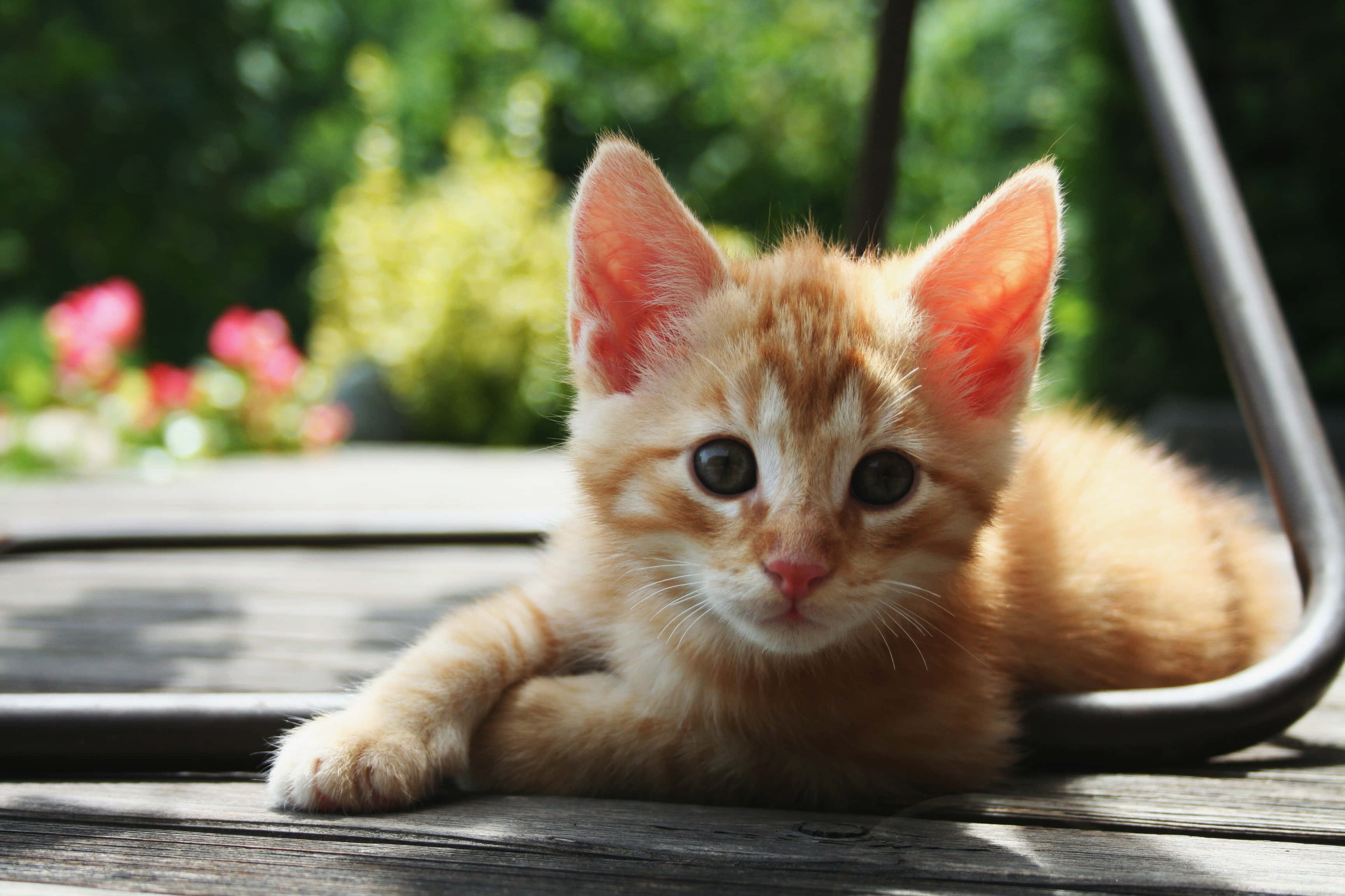 Red Cat, fluffy orange kitten, wooden deck chair, 2K Desktop Wallpaper