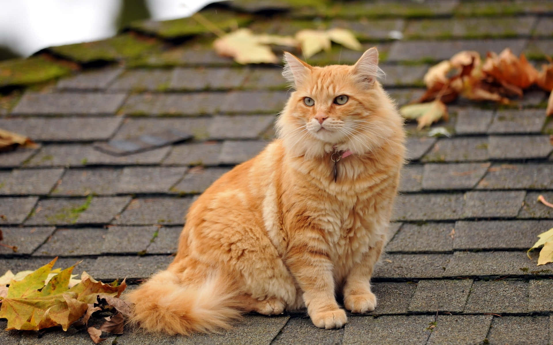 Red Cat, fluffy ginger cat, mossy roof, Full HD Desktop Wallpaper