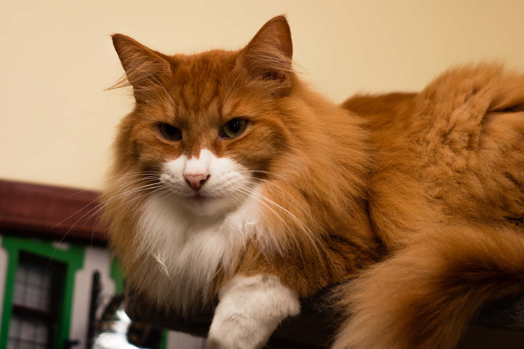 Red Cat, 2048 x 1365, fluffy orange and white cat, Full HD Desktop Wallpaper